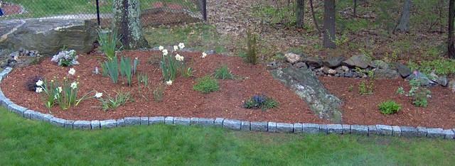 Added some daffs, ajuga, bleeding heart, astilbe