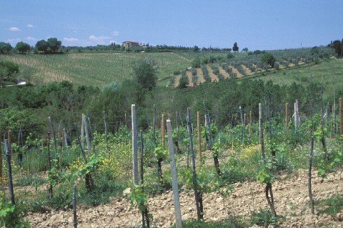 097-G-Tuscany-Hillside