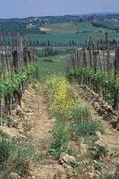 099-G-Tuscany-Vines