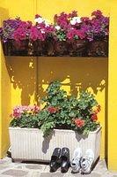 040-A-Burano-Flowers and Shoes